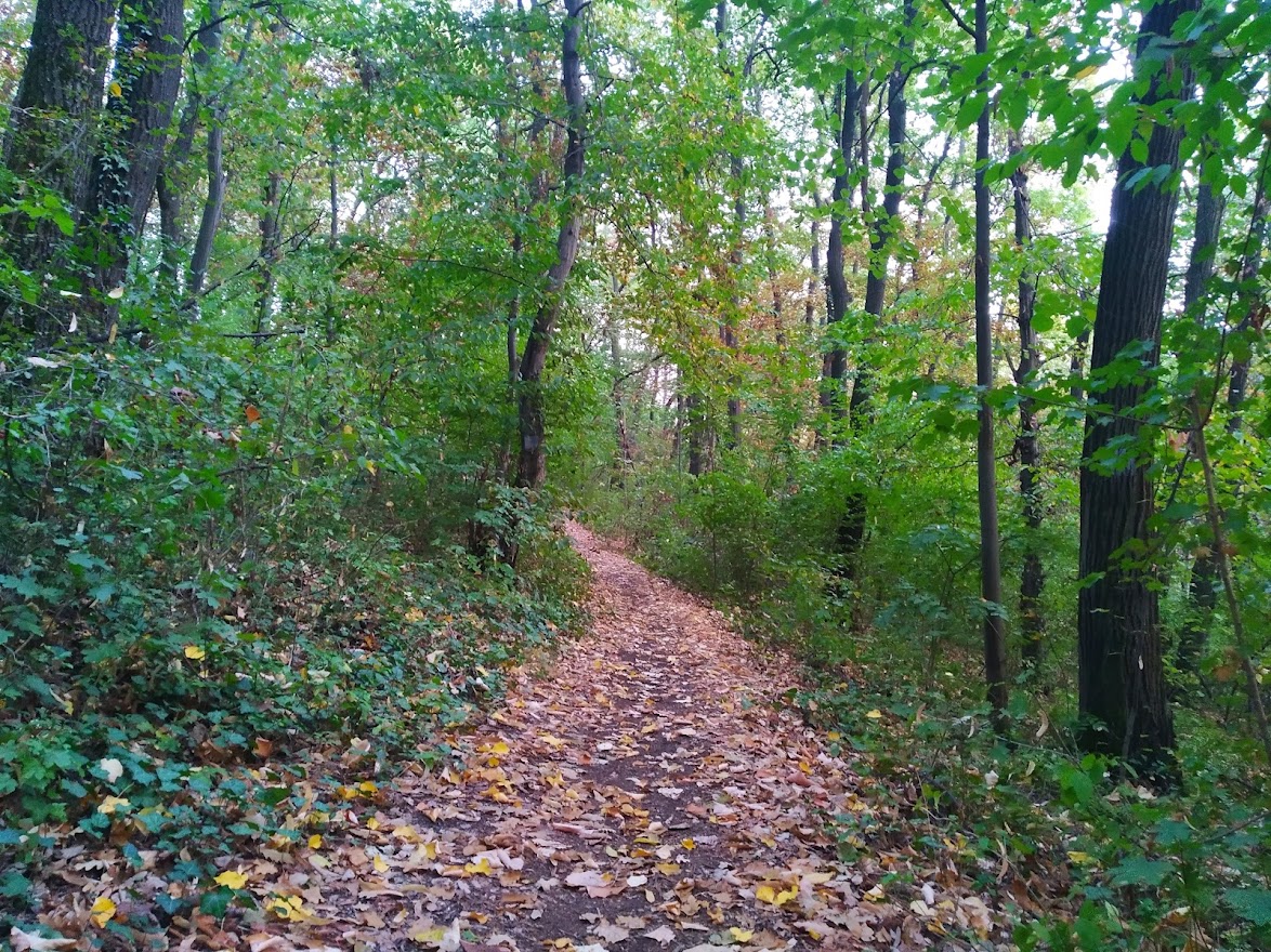 őszi erdei út